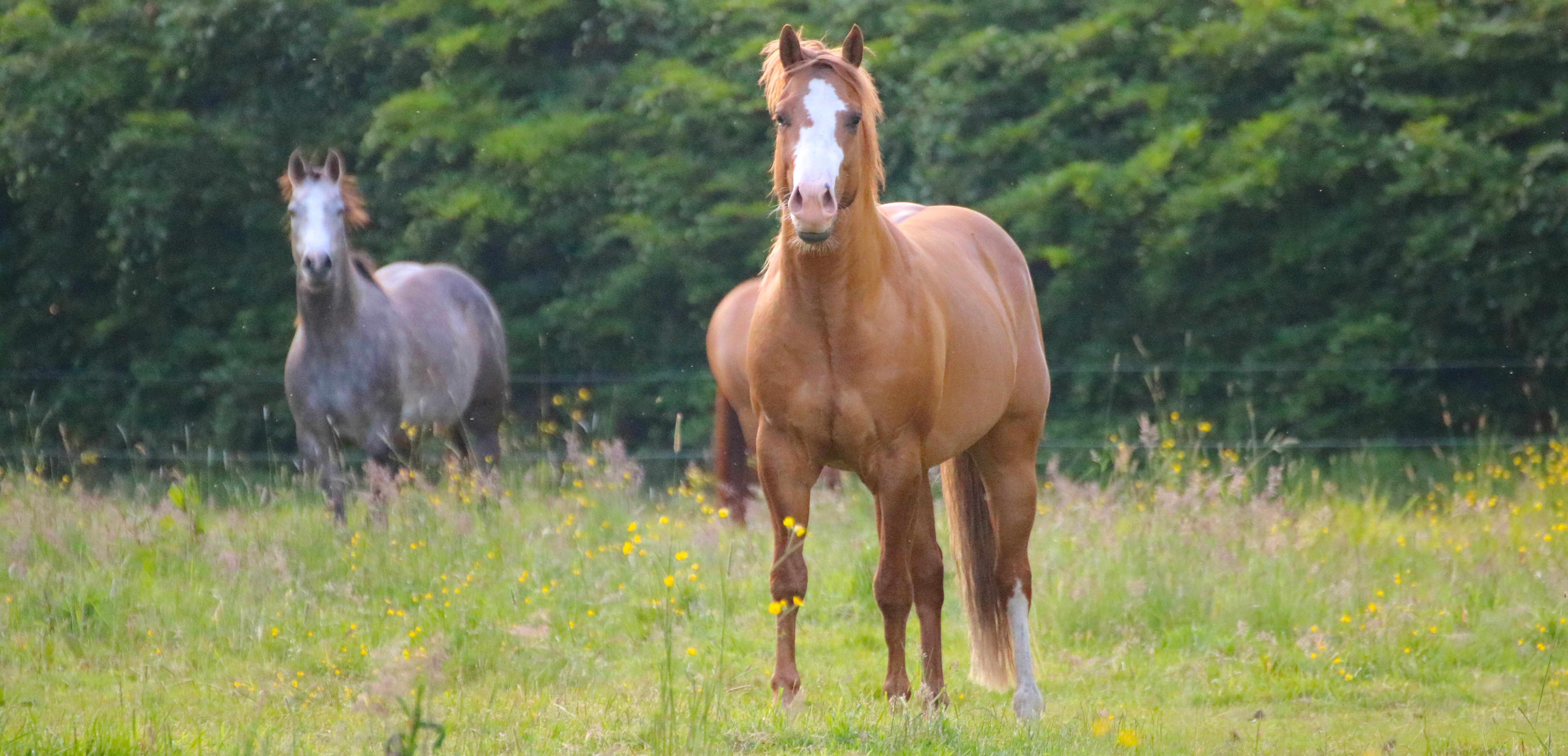 Junghengst Quarter Horse Olenas Redjack (Red Dun, Jahrgang 2019) entspannt und aufmerksam in der Aufzucht im Herdenverband – natürliche Haltung, sozial gefestigt und harmonischer Körperbau