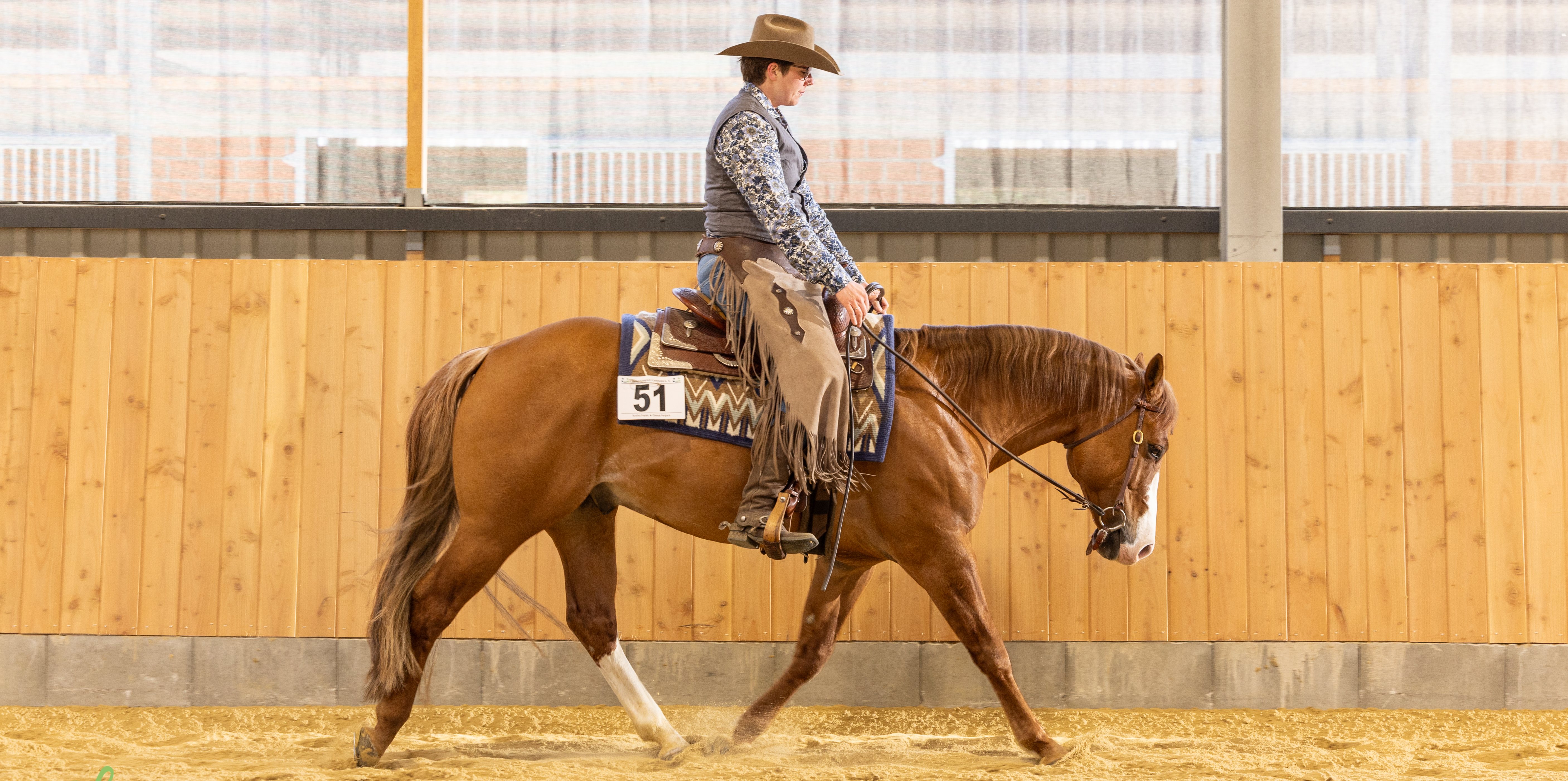 Quarter Horse Hengst Olenas Redjack (Red Dun, Jahrgang 2019) in einer Trainingssequenz – konzentrierter, gelassener Ausdruck, athletischer Körperbau und geschmeidige Bewegungen vor natürlichem Hintergrund