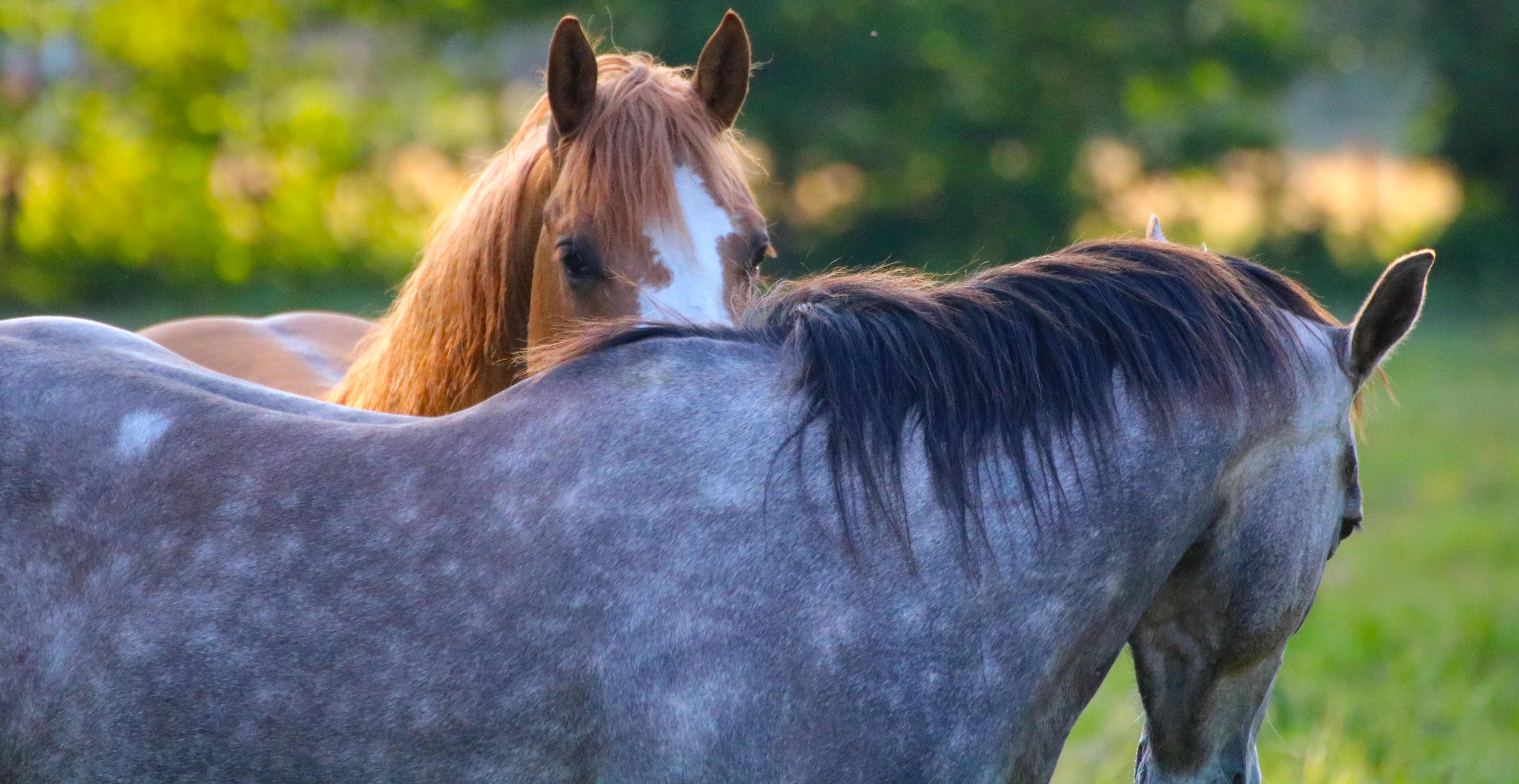 Quarter Horse Hengst Olenas Redjack (Red Dun, Jahrgang 2019) aufmerksam im Freilauf – harmonischer, muskulöser Körperbau und ruhiger Ausdruck vor natürlichem Hintergrund